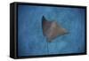A Spotted Eagle Ray Swims over the Seafloor Near Cocos Island, Costa Rica-Stocktrek Images-Framed Stretched Canvas