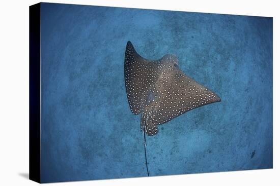 A Spotted Eagle Ray Swims over the Seafloor Near Cocos Island, Costa Rica-Stocktrek Images-Stretched Canvas