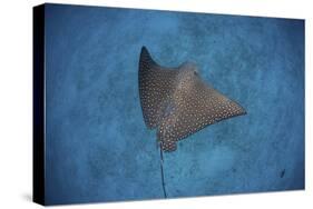 A Spotted Eagle Ray Swims over the Seafloor Near Cocos Island, Costa Rica-Stocktrek Images-Stretched Canvas