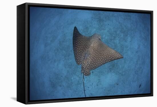 A Spotted Eagle Ray Swims over the Seafloor Near Cocos Island, Costa Rica-Stocktrek Images-Framed Stretched Canvas