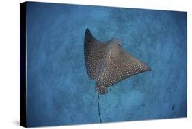 A Spotted Eagle Ray Swims over the Seafloor Near Cocos Island, Costa Rica-Stocktrek Images-Stretched Canvas