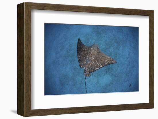 A Spotted Eagle Ray Swims over the Seafloor Near Cocos Island, Costa Rica-Stocktrek Images-Framed Photographic Print