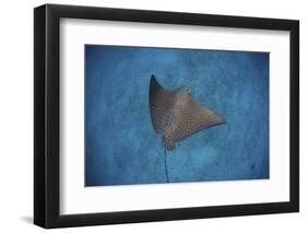 A Spotted Eagle Ray Swims over the Seafloor Near Cocos Island, Costa Rica-Stocktrek Images-Framed Photographic Print