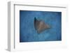 A Spotted Eagle Ray Swims over the Seafloor Near Cocos Island, Costa Rica-Stocktrek Images-Framed Photographic Print