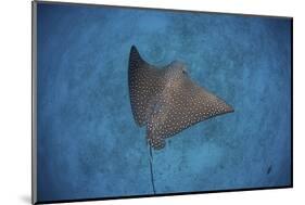 A Spotted Eagle Ray Swims over the Seafloor Near Cocos Island, Costa Rica-Stocktrek Images-Mounted Photographic Print
