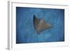 A Spotted Eagle Ray Swims over the Seafloor Near Cocos Island, Costa Rica-Stocktrek Images-Framed Photographic Print