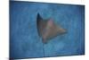 A Spotted Eagle Ray Swims over the Seafloor Near Cocos Island, Costa Rica-Stocktrek Images-Mounted Photographic Print