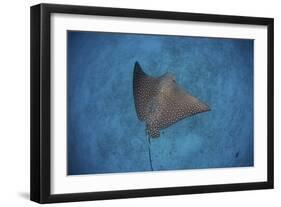 A Spotted Eagle Ray Swims over the Seafloor Near Cocos Island, Costa Rica-Stocktrek Images-Framed Photographic Print