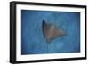 A Spotted Eagle Ray Swims over the Seafloor Near Cocos Island, Costa Rica-Stocktrek Images-Framed Photographic Print