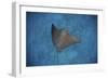 A Spotted Eagle Ray Swims over the Seafloor Near Cocos Island, Costa Rica-Stocktrek Images-Framed Photographic Print