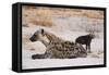 A spotted hyena and cub (Crocuta crocuta) at the den, Khwai Concession, Okavango Delta, Botswana, A-Sergio Pitamitz-Framed Stretched Canvas