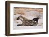 A spotted hyena and cub (Crocuta crocuta) at the den, Khwai Concession, Okavango Delta, Botswana, A-Sergio Pitamitz-Framed Photographic Print