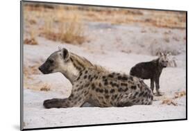 A spotted hyena and cub (Crocuta crocuta) at the den, Khwai Concession, Okavango Delta, Botswana, A-Sergio Pitamitz-Mounted Photographic Print