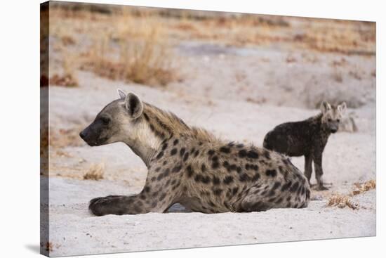 A spotted hyena and cub (Crocuta crocuta) at the den, Khwai Concession, Okavango Delta, Botswana, A-Sergio Pitamitz-Stretched Canvas