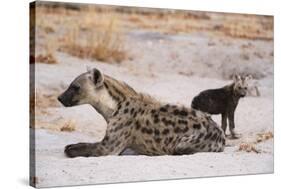 A spotted hyena and cub (Crocuta crocuta) at the den, Khwai Concession, Okavango Delta, Botswana, A-Sergio Pitamitz-Stretched Canvas