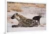 A spotted hyena and cub (Crocuta crocuta) at the den, Khwai Concession, Okavango Delta, Botswana, A-Sergio Pitamitz-Framed Photographic Print