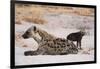 A spotted hyena and cub (Crocuta crocuta) at the den, Khwai Concession, Okavango Delta, Botswana, A-Sergio Pitamitz-Framed Photographic Print