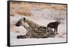 A spotted hyena and cub (Crocuta crocuta) at the den, Khwai Concession, Okavango Delta, Botswana, A-Sergio Pitamitz-Framed Stretched Canvas