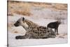 A spotted hyena and cub (Crocuta crocuta) at the den, Khwai Concession, Okavango Delta, Botswana, A-Sergio Pitamitz-Stretched Canvas