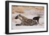 A spotted hyena and cub (Crocuta crocuta) at the den, Khwai Concession, Okavango Delta, Botswana, A-Sergio Pitamitz-Framed Photographic Print