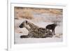 A spotted hyena and cub (Crocuta crocuta) at the den, Khwai Concession, Okavango Delta, Botswana, A-Sergio Pitamitz-Framed Photographic Print