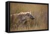 A Spotted Hyena, Crocuta Crocuta, Stalking in Tall Grassland-Alex Saberi-Framed Stretched Canvas