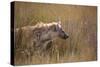 A Spotted Hyena, Crocuta Crocuta, Stalking in Tall Grassland-Alex Saberi-Stretched Canvas