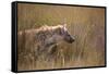 A Spotted Hyena, Crocuta Crocuta, Stalking in Tall Grassland-Alex Saberi-Framed Stretched Canvas