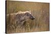 A Spotted Hyena, Crocuta Crocuta, Stalking in Tall Grassland-Alex Saberi-Stretched Canvas