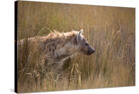 A Spotted Hyena, Crocuta Crocuta, Stalking in Tall Grassland-Alex Saberi-Stretched Canvas