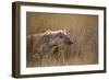 A Spotted Hyena, Crocuta Crocuta, Stalking in Tall Grassland-Alex Saberi-Framed Photographic Print