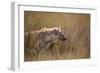 A Spotted Hyena, Crocuta Crocuta, Stalking in Tall Grassland-Alex Saberi-Framed Photographic Print