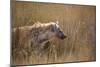 A Spotted Hyena, Crocuta Crocuta, Stalking in Tall Grassland-Alex Saberi-Mounted Photographic Print