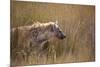 A Spotted Hyena, Crocuta Crocuta, Stalking in Tall Grassland-Alex Saberi-Mounted Photographic Print
