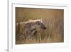 A Spotted Hyena, Crocuta Crocuta, Stalking in Tall Grassland-Alex Saberi-Framed Photographic Print