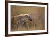 A Spotted Hyena, Crocuta Crocuta, Stalking in Tall Grassland-Alex Saberi-Framed Photographic Print