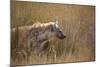 A Spotted Hyena, Crocuta Crocuta, Stalking in Tall Grassland-Alex Saberi-Mounted Photographic Print