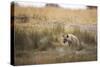 A Spotted Hyena, Crocuta Crocuta, Walks Thorough Tall Grassland-Alex Saberi-Stretched Canvas