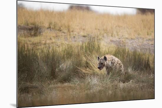 A Spotted Hyena, Crocuta Crocuta, Walks Thorough Tall Grassland-Alex Saberi-Mounted Photographic Print