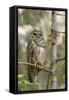 A Spotted Owl in Los Angeles County, California-Neil Losin-Framed Stretched Canvas