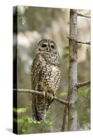 A Spotted Owl in Los Angeles County, California-Neil Losin-Stretched Canvas