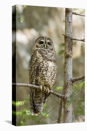 A Spotted Owl in Los Angeles County, California-Neil Losin-Stretched Canvas