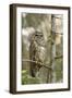 A Spotted Owl in Los Angeles County, California-Neil Losin-Framed Photographic Print