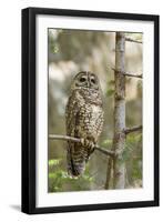 A Spotted Owl in Los Angeles County, California-Neil Losin-Framed Photographic Print