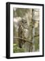 A Spotted Owl in Los Angeles County, California-Neil Losin-Framed Photographic Print