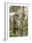 A Spotted Owl in Los Angeles County, California-Neil Losin-Framed Photographic Print