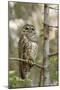 A Spotted Owl in Los Angeles County, California-Neil Losin-Mounted Photographic Print