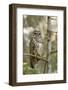 A Spotted Owl in Los Angeles County, California-Neil Losin-Framed Photographic Print