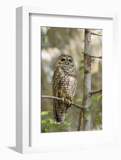 A Spotted Owl in Los Angeles County, California-Neil Losin-Framed Photographic Print