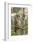 A Spotted Owl in Los Angeles County, California-Neil Losin-Framed Photographic Print